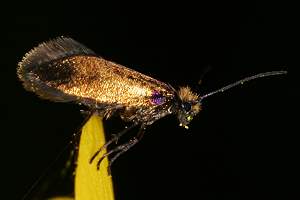 Bestimmungshilfe des Lepiforums Fotouebersicht Micropterigidae Gesamt 1